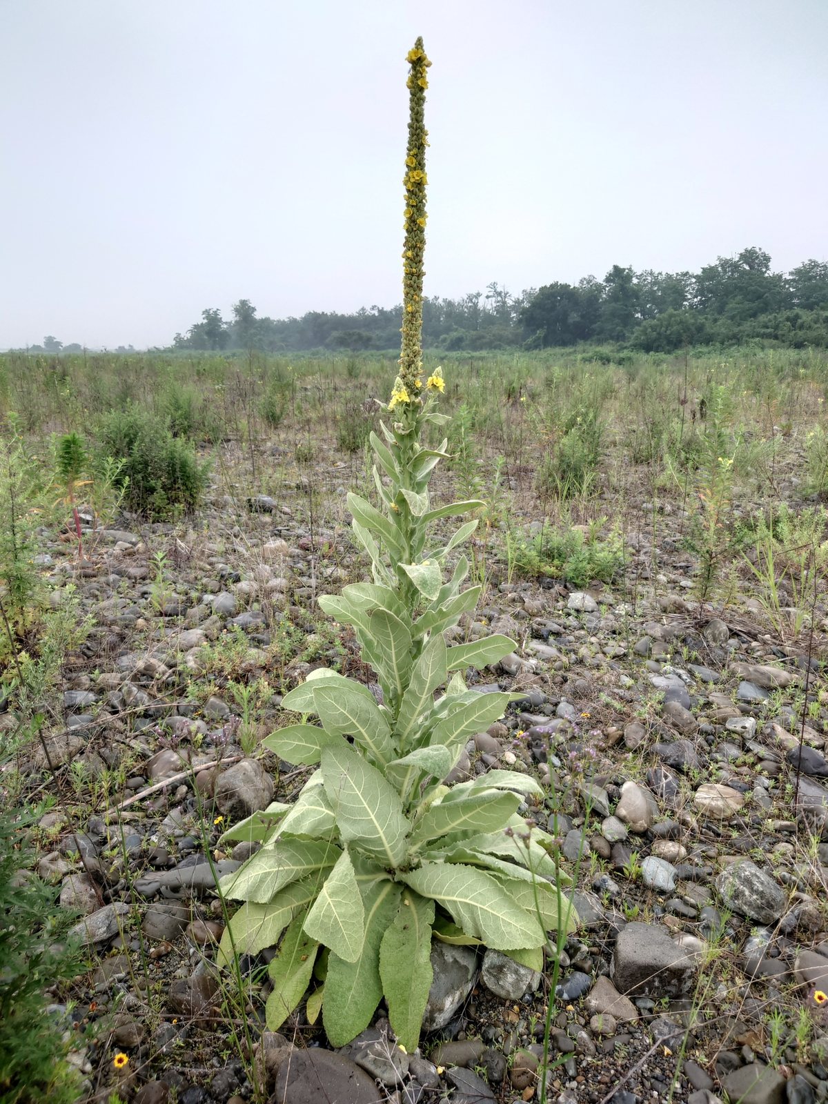 Great mullein