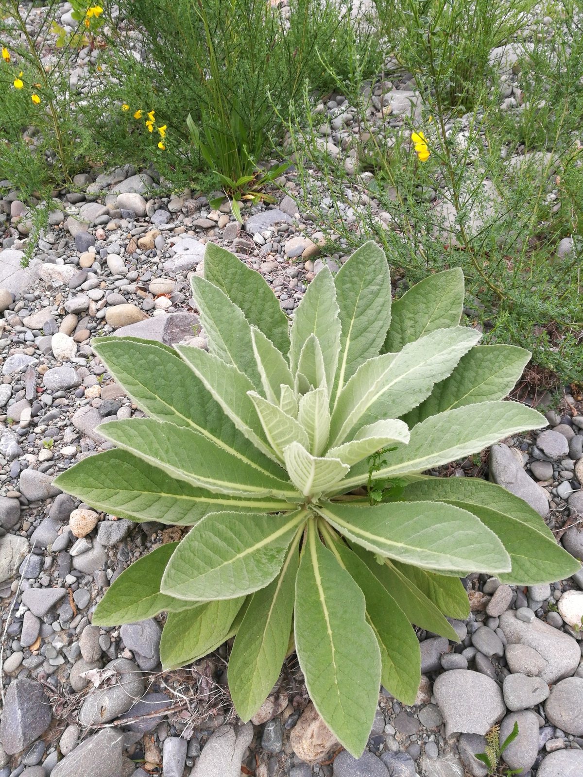 Great mullein