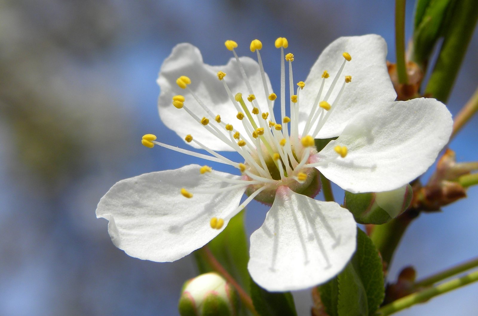 Great white cherry 'Tai Haku'