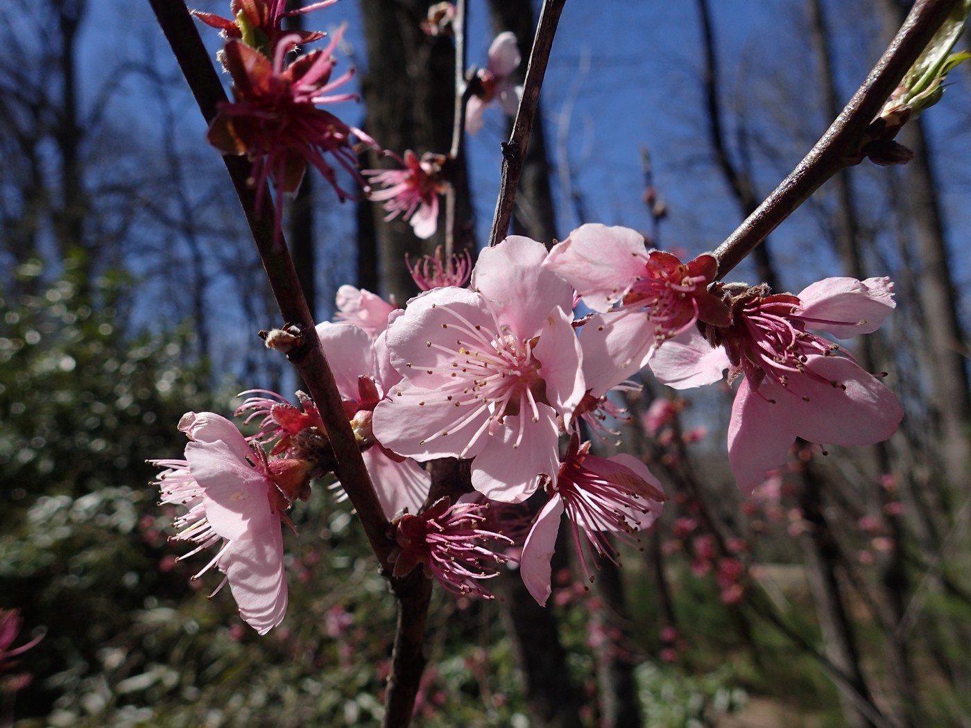 Great white cherry 'Tai Haku'