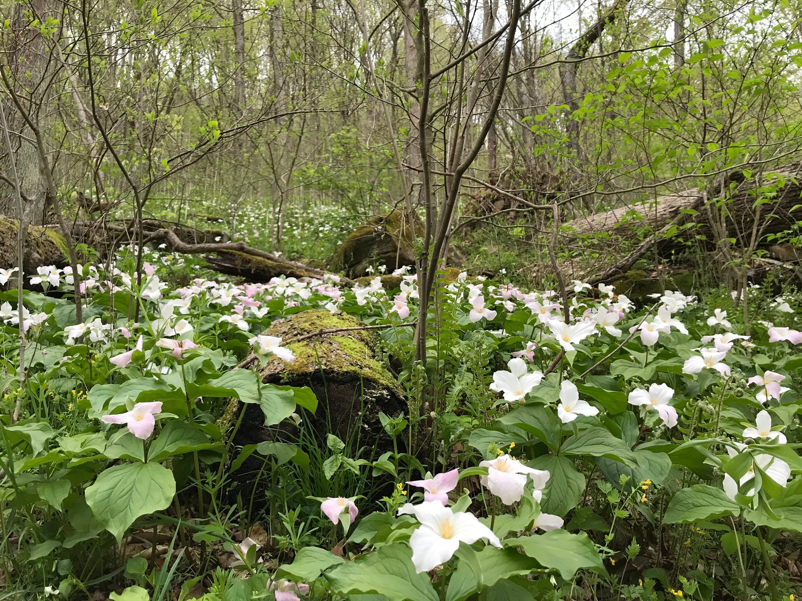Great white trillium