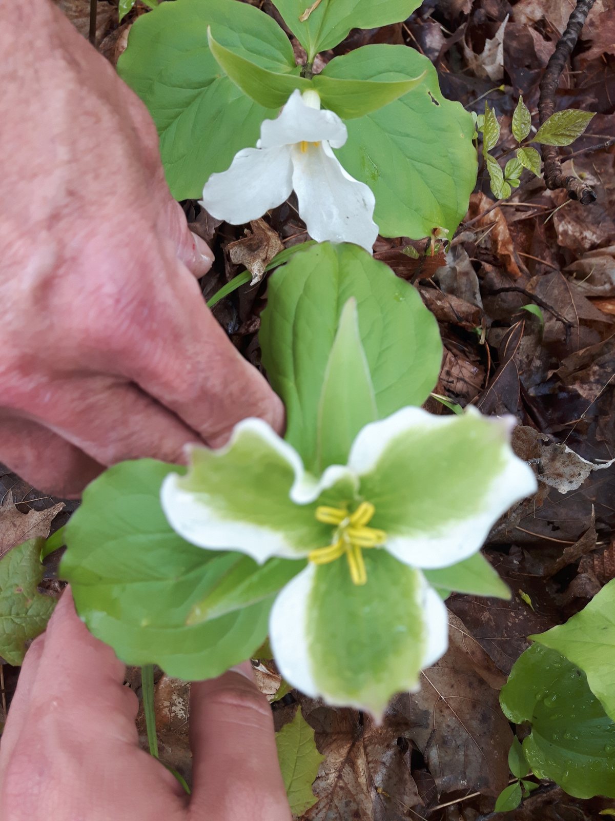 Great white trillium