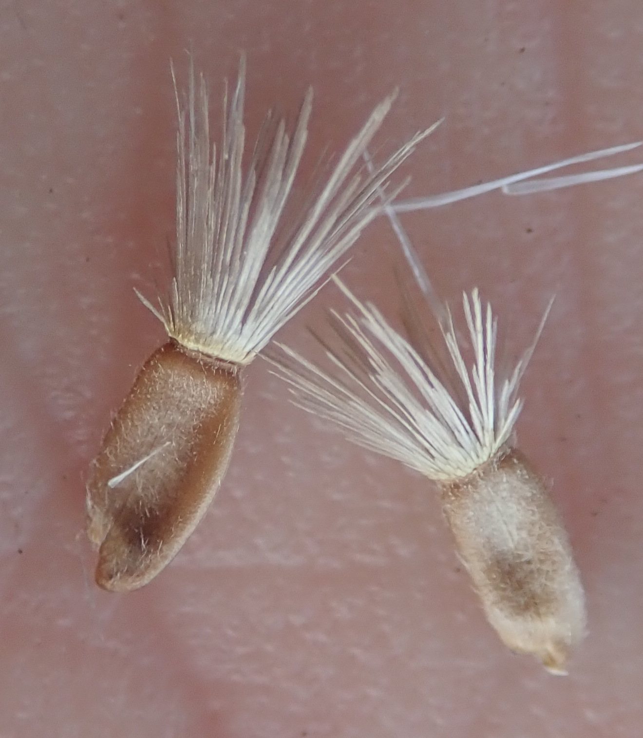 Greater knapweed