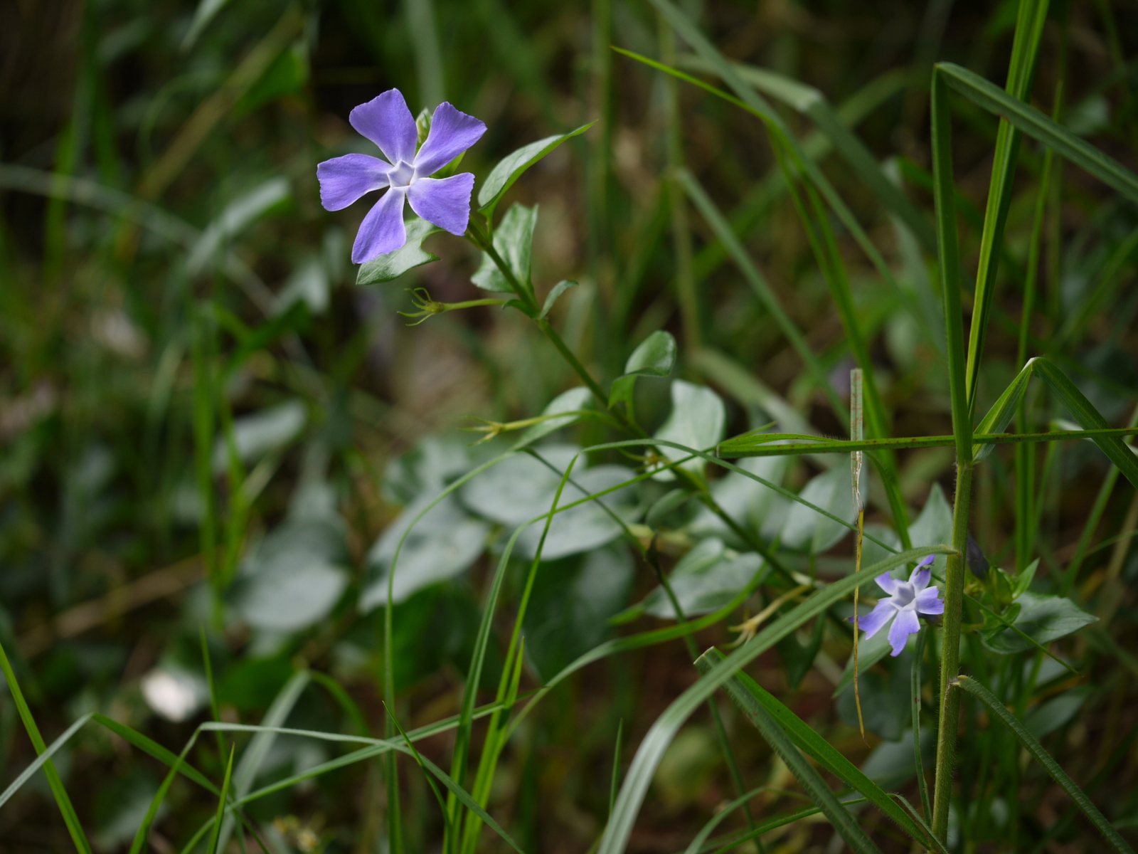 Greater periwinkle