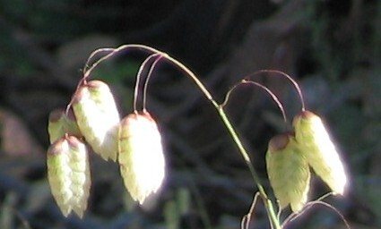 Greater quaking grass