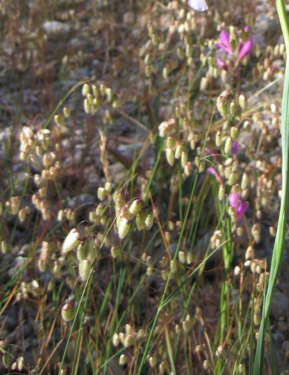 Greater quaking grass