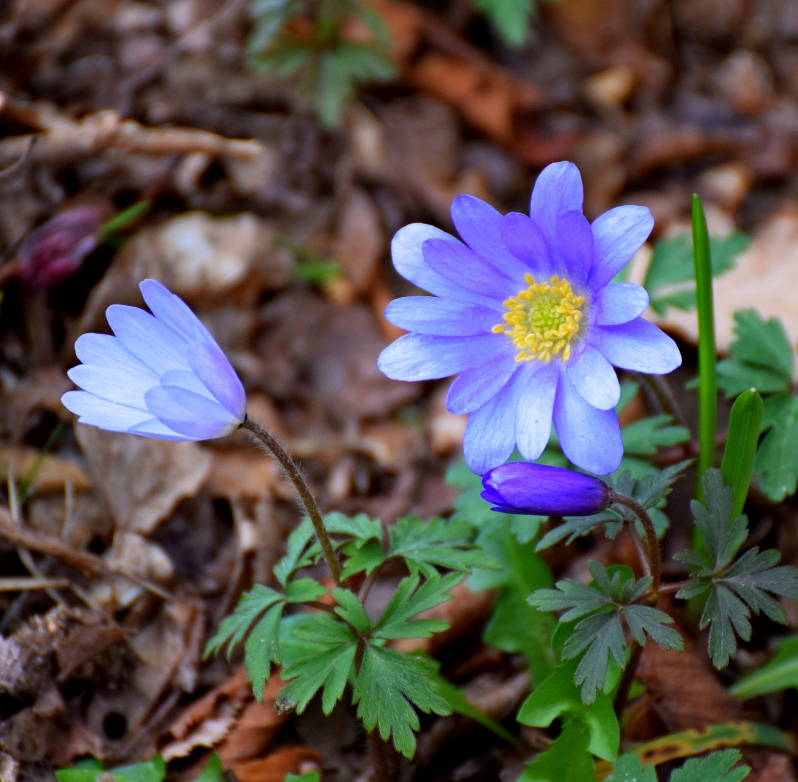 Grecian windflower