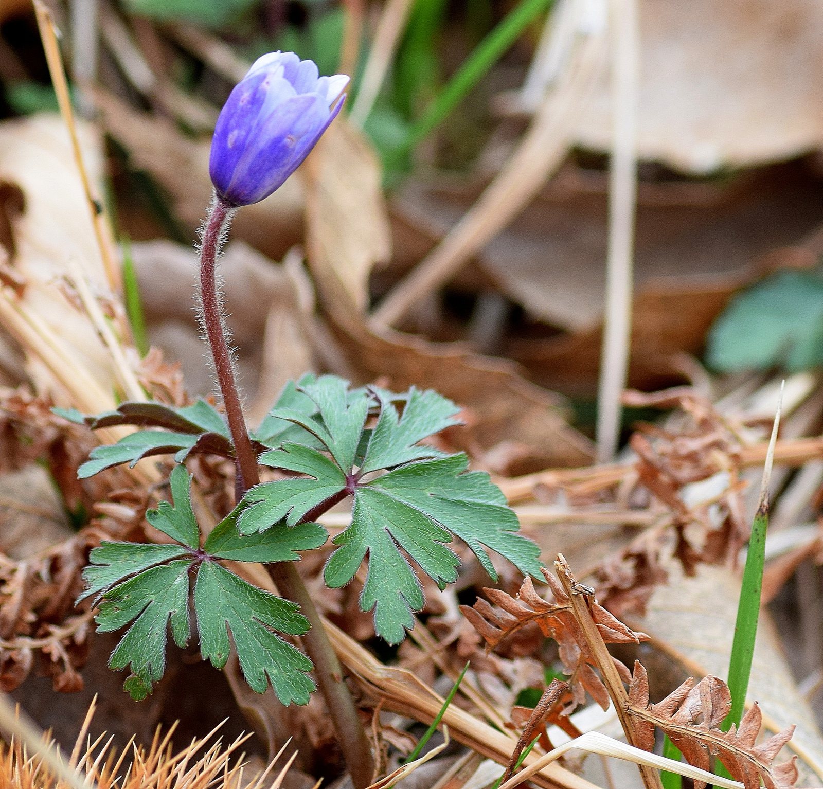 Grecian windflower