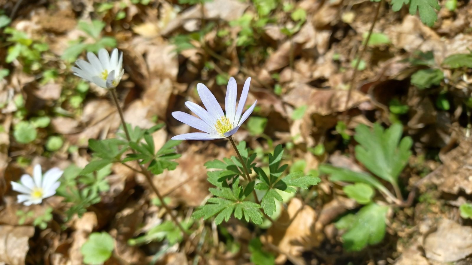 Grecian windflower
