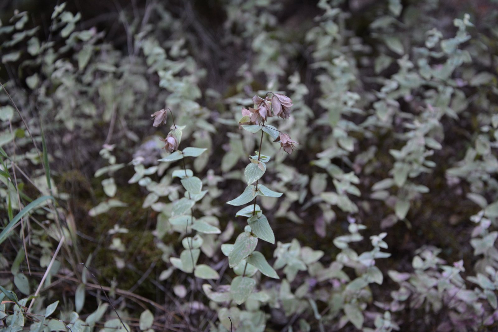Greek oregano