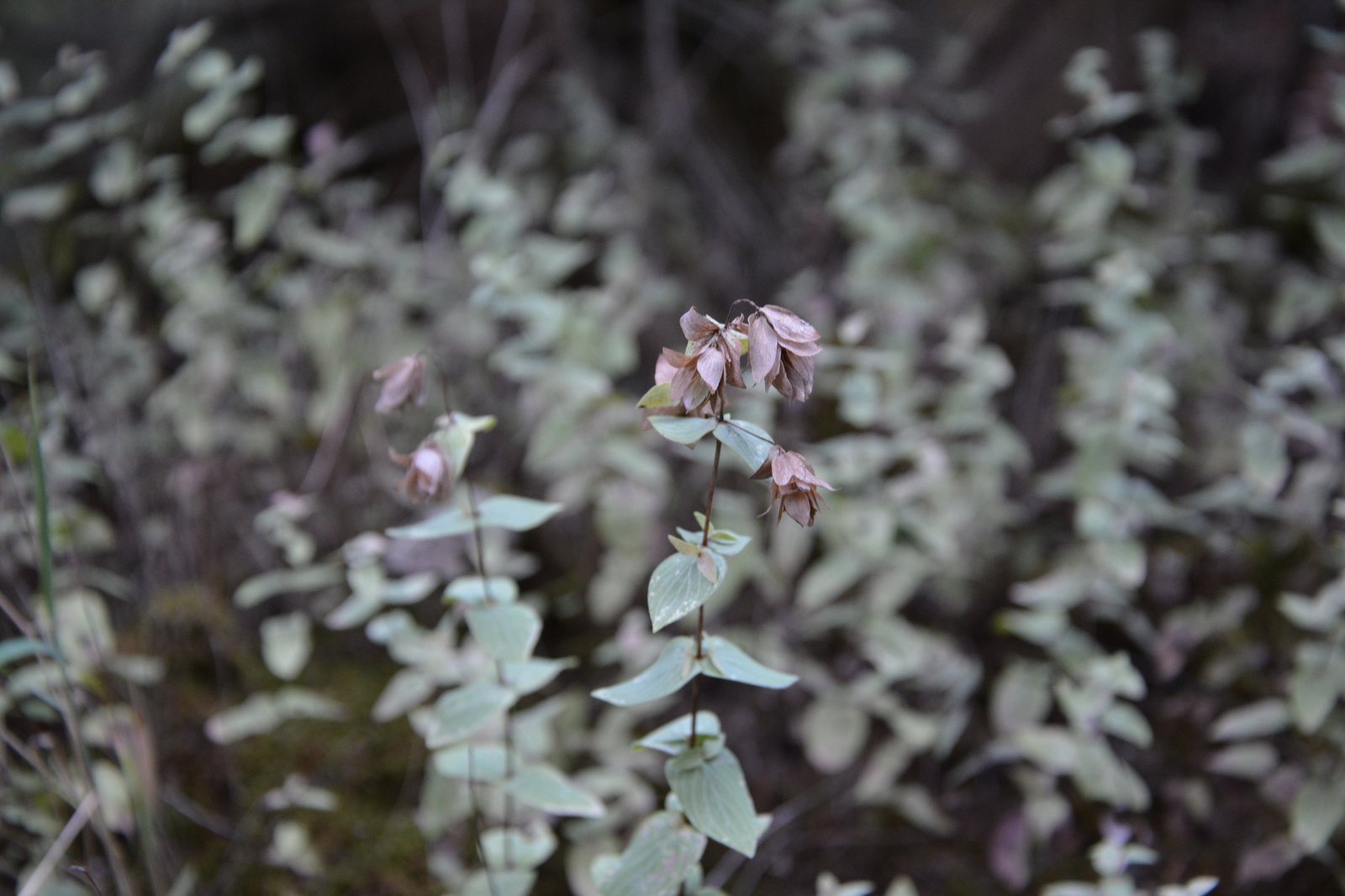 Greek oregano