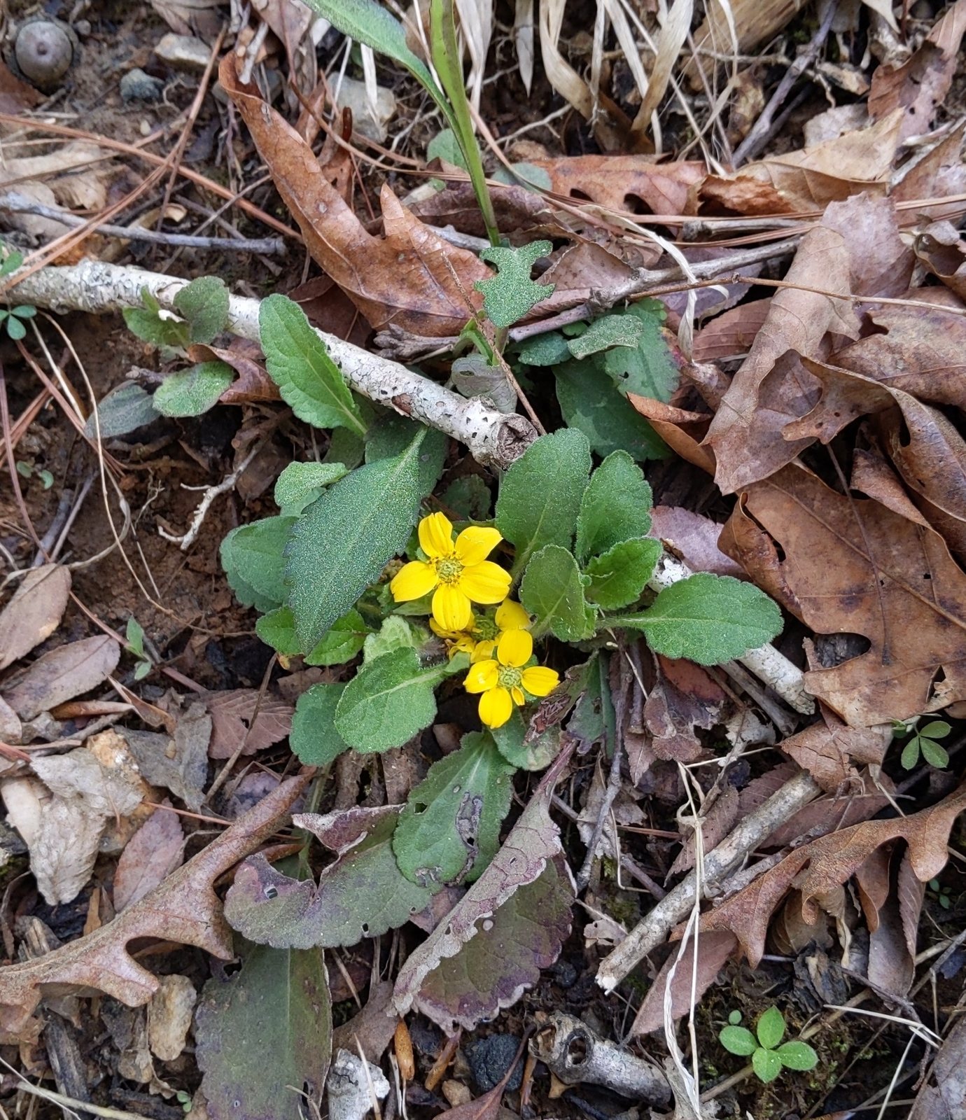 Green and gold