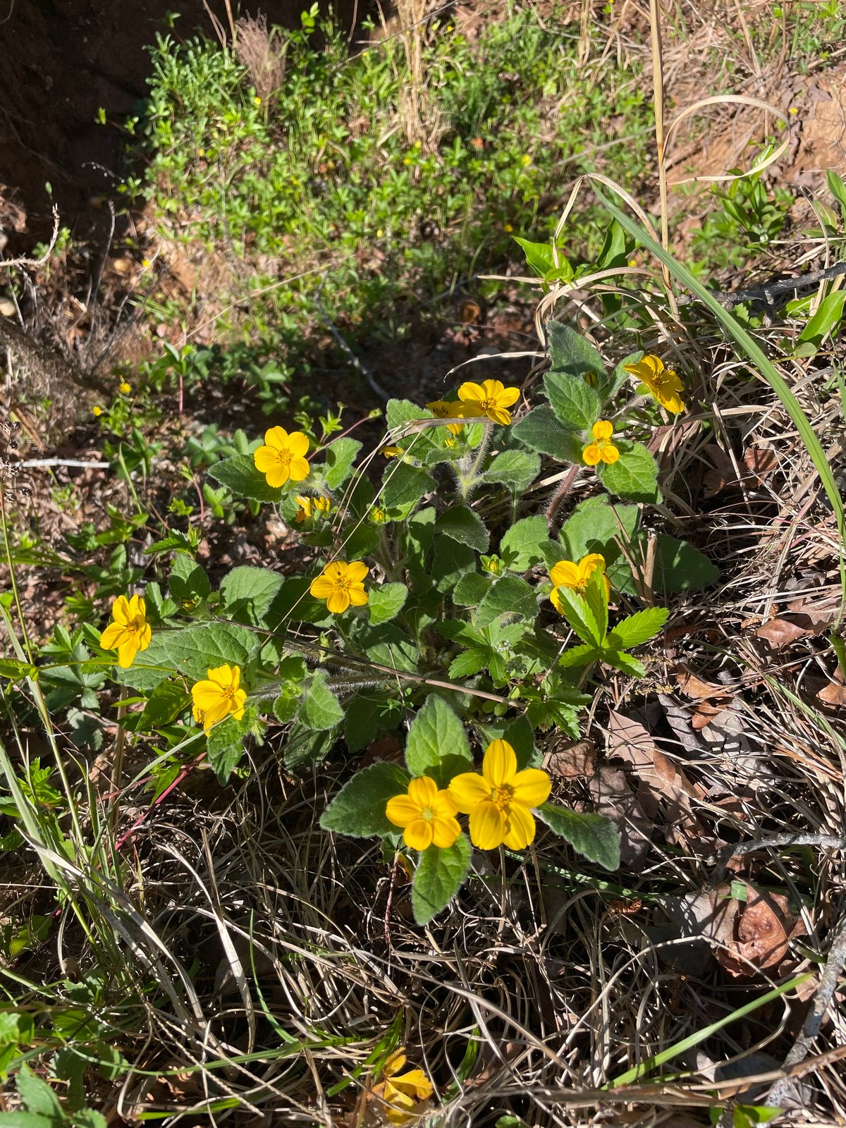 Green and gold