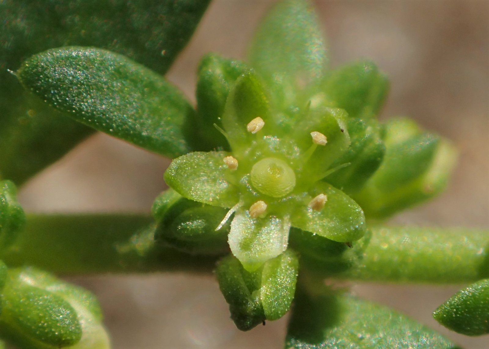 Green carpet