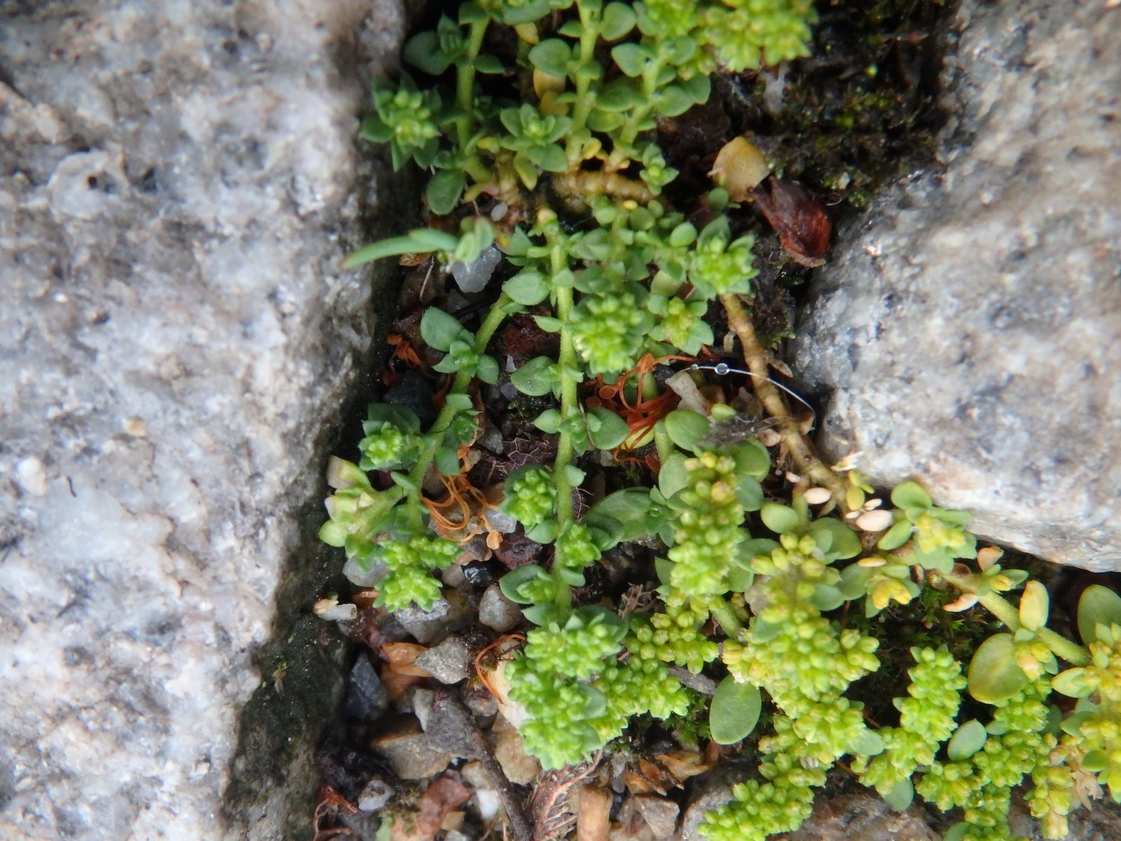 Green carpet