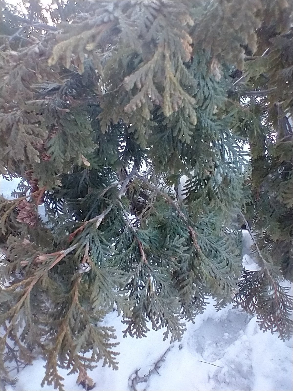 Green Giant arborvitae