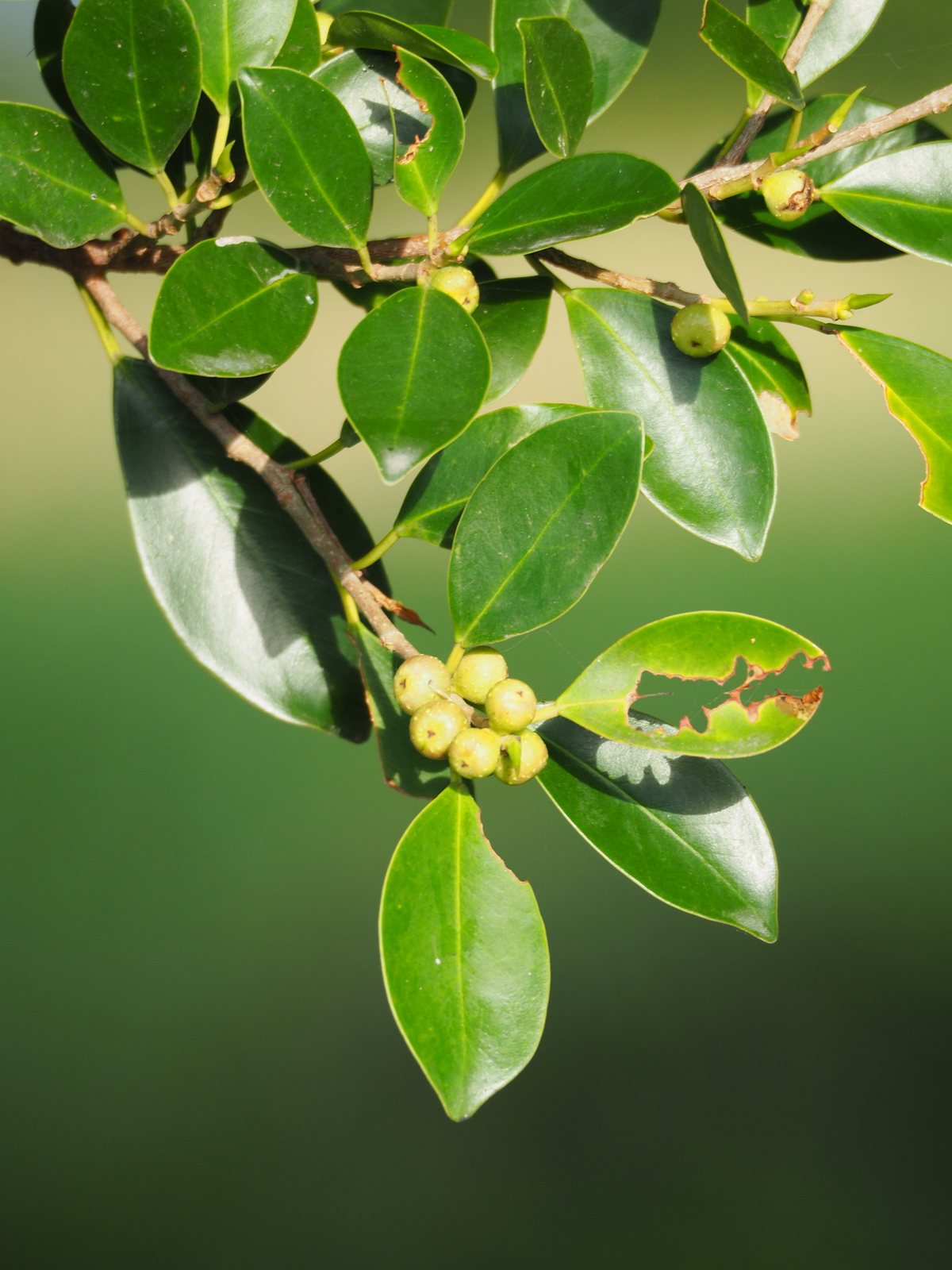 Green Island ficus