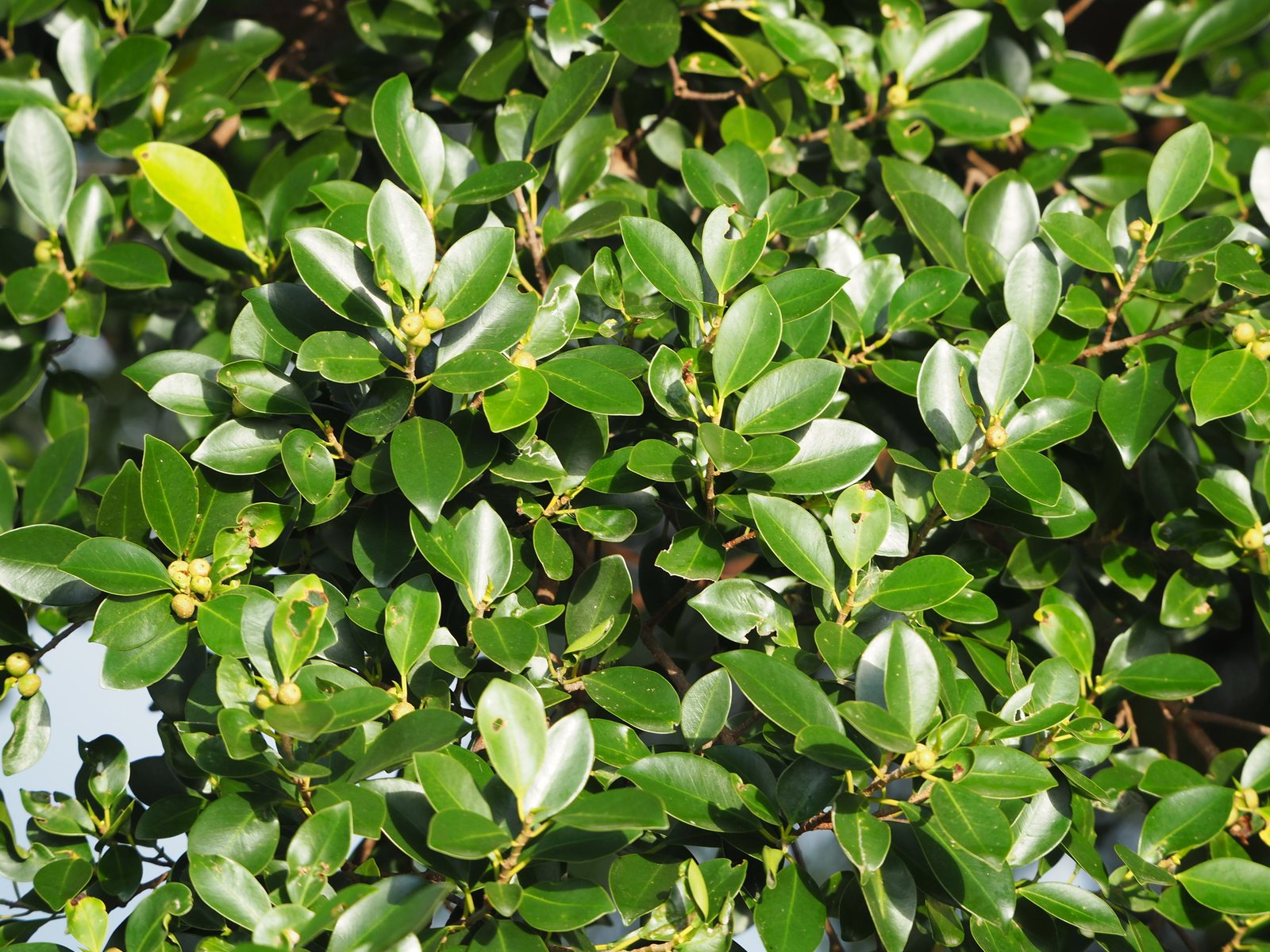 Green Island ficus