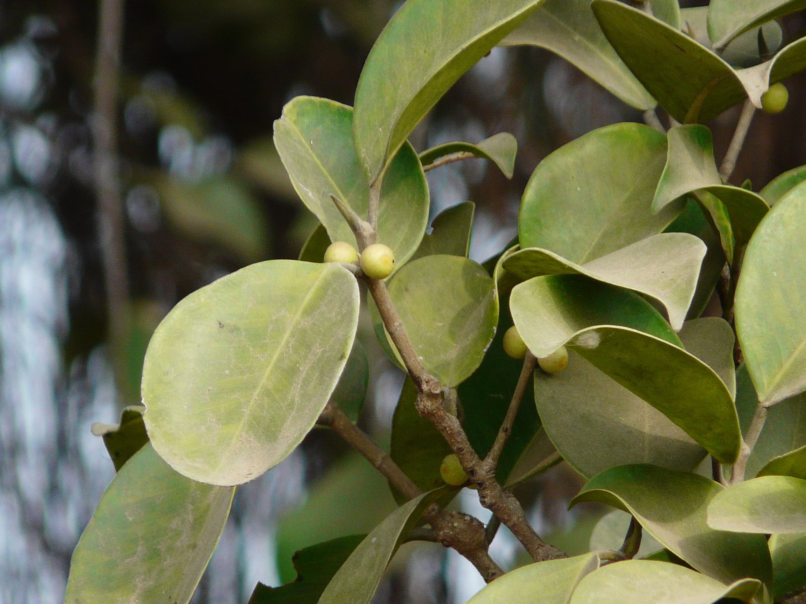 Green Island ficus