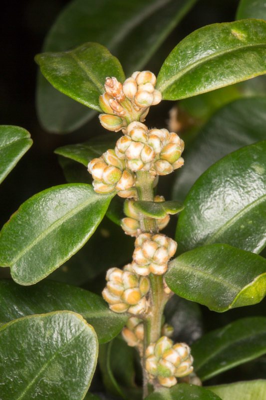 Green Mountain boxwood