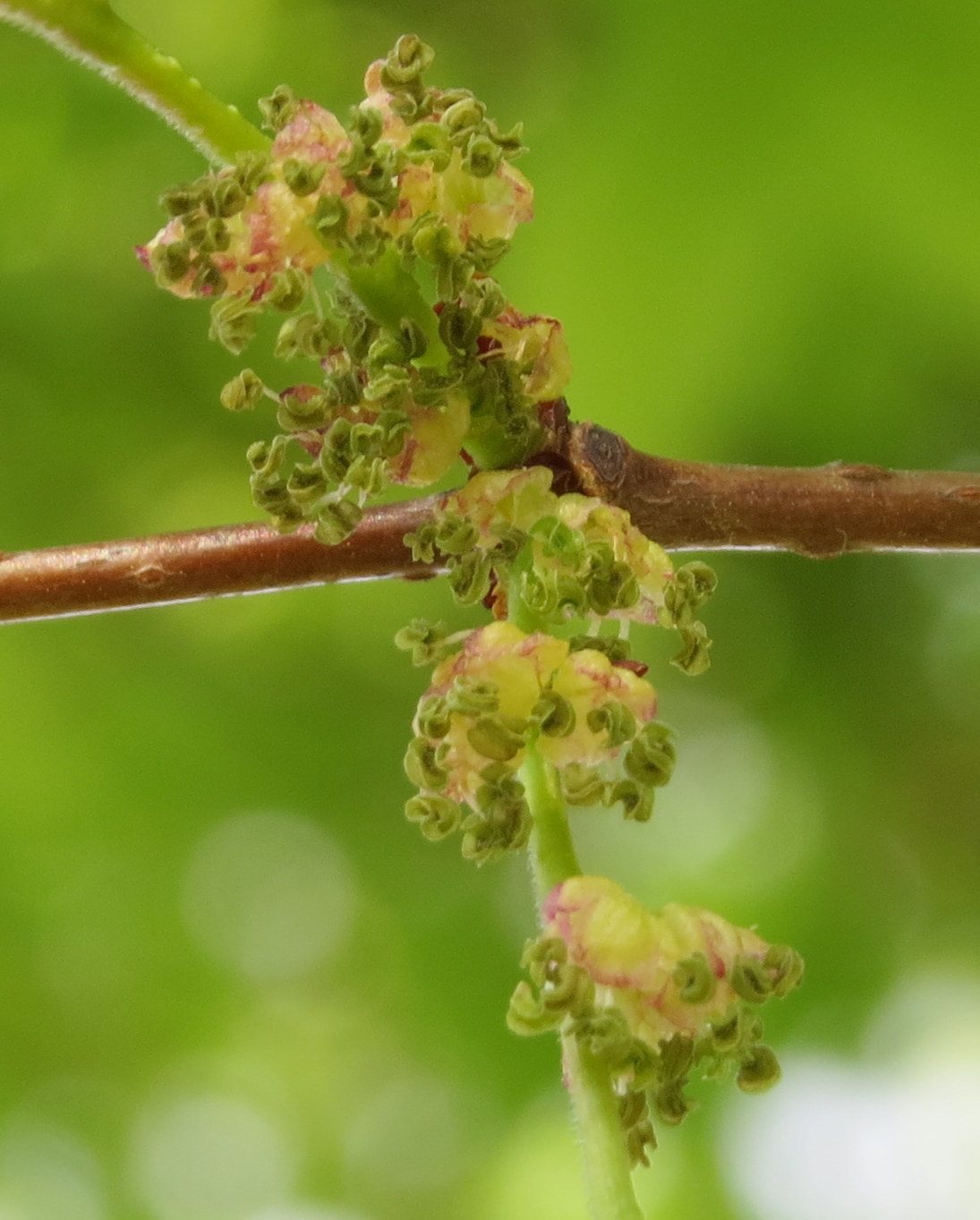 Green Vase zelkova