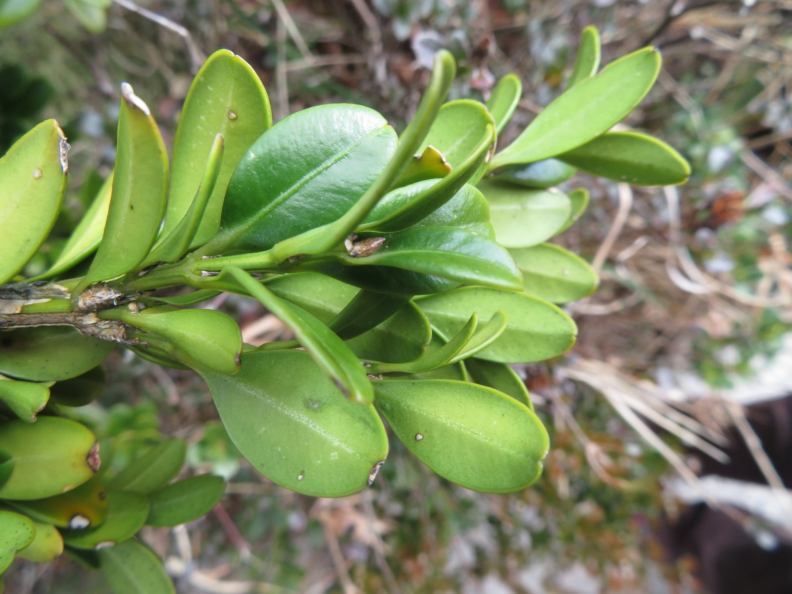 Green Velvet boxwood
