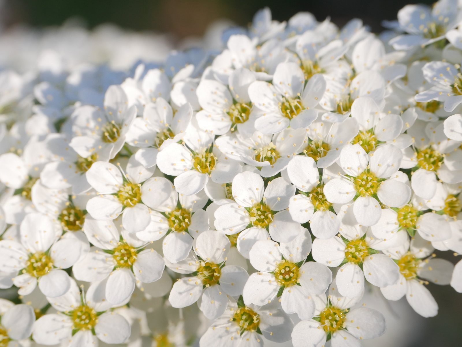 Grefsheim spirea
