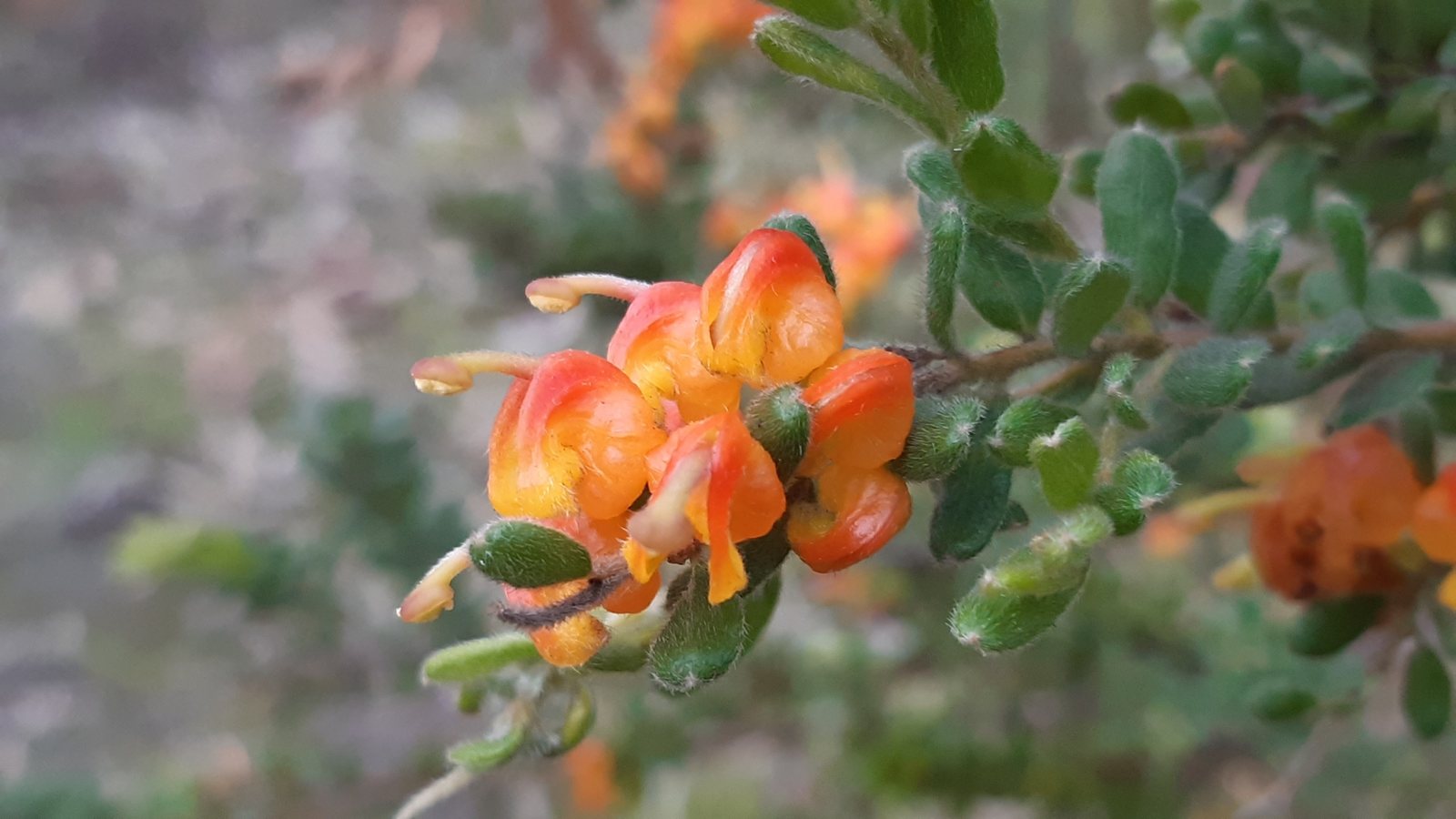Grevillea Superb