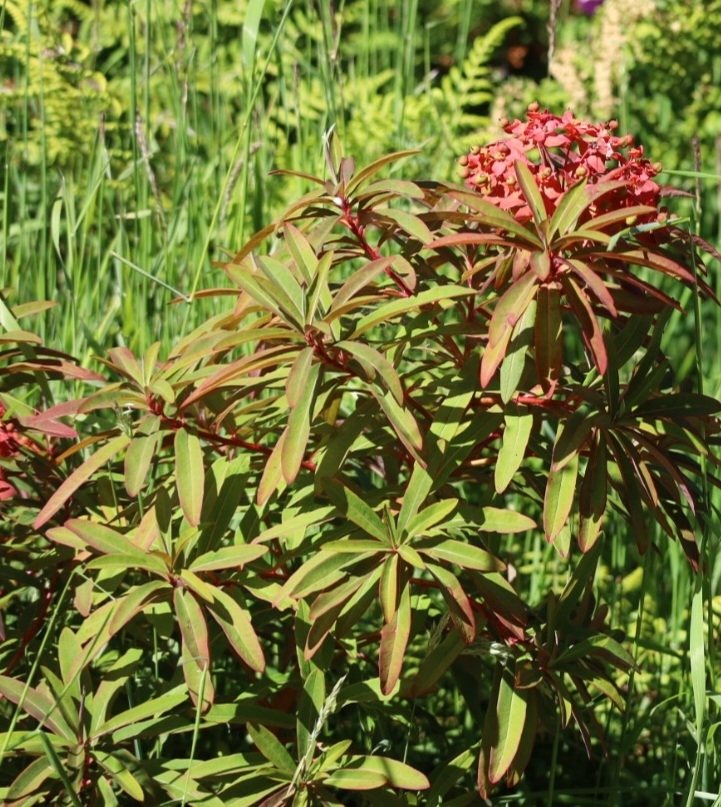 Griffith's spurge 'Fireglow'