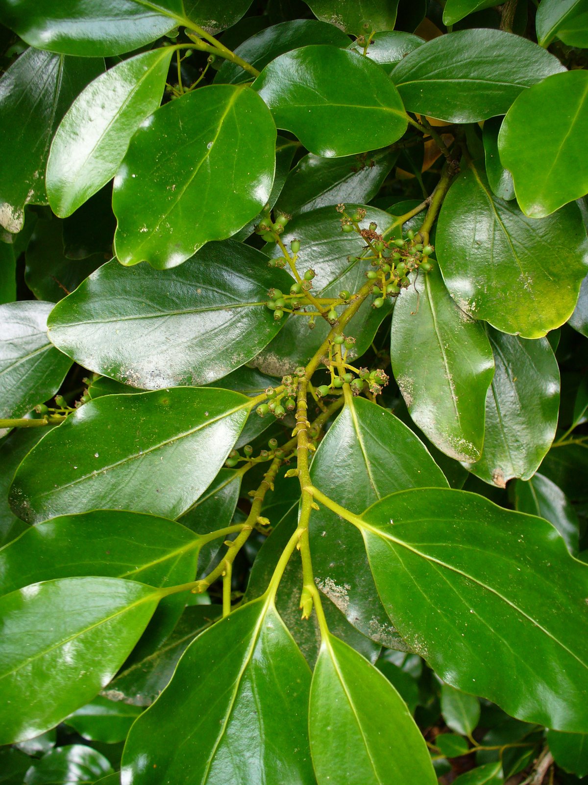 Griselinia