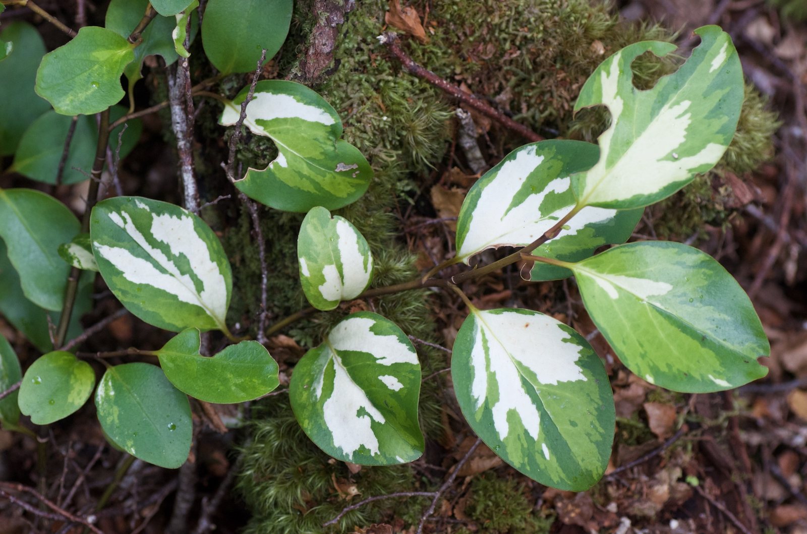 Griselinia