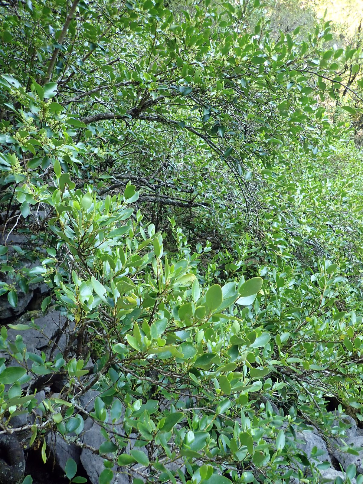 Griselinia