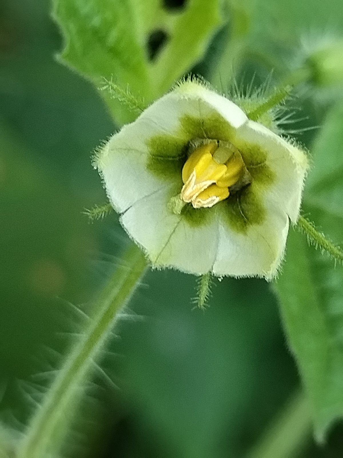 Ground cherry