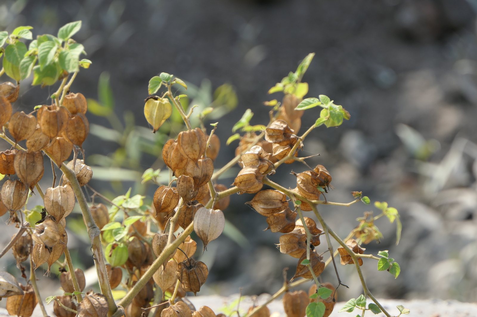 Ground cherry