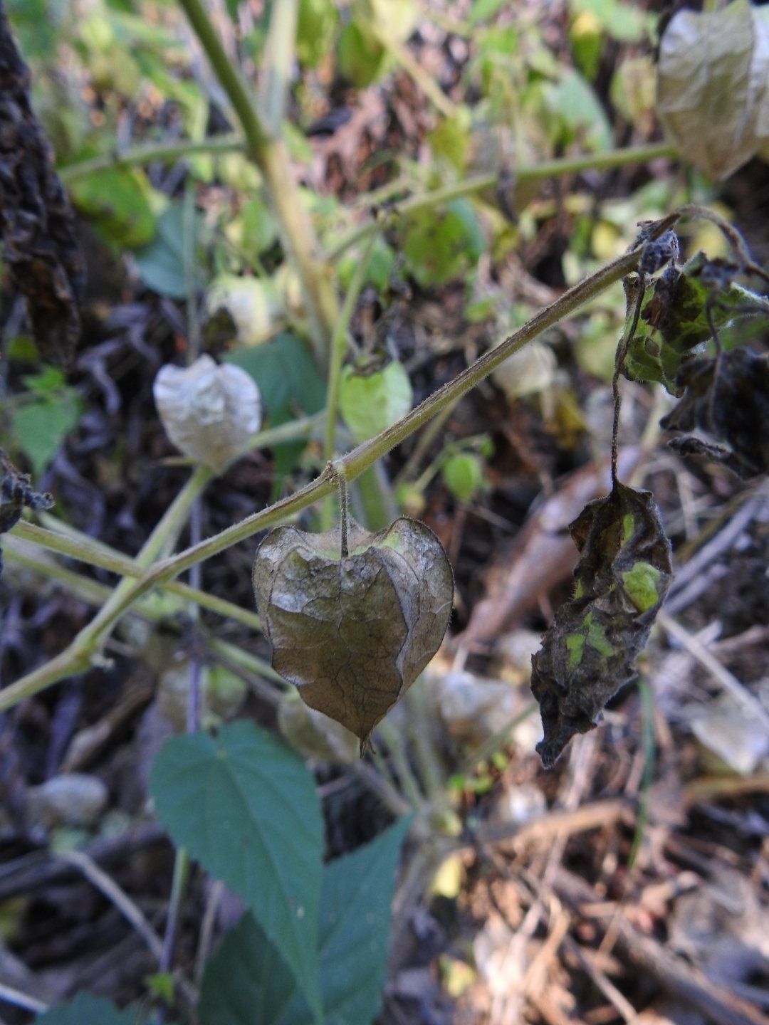 Ground cherry