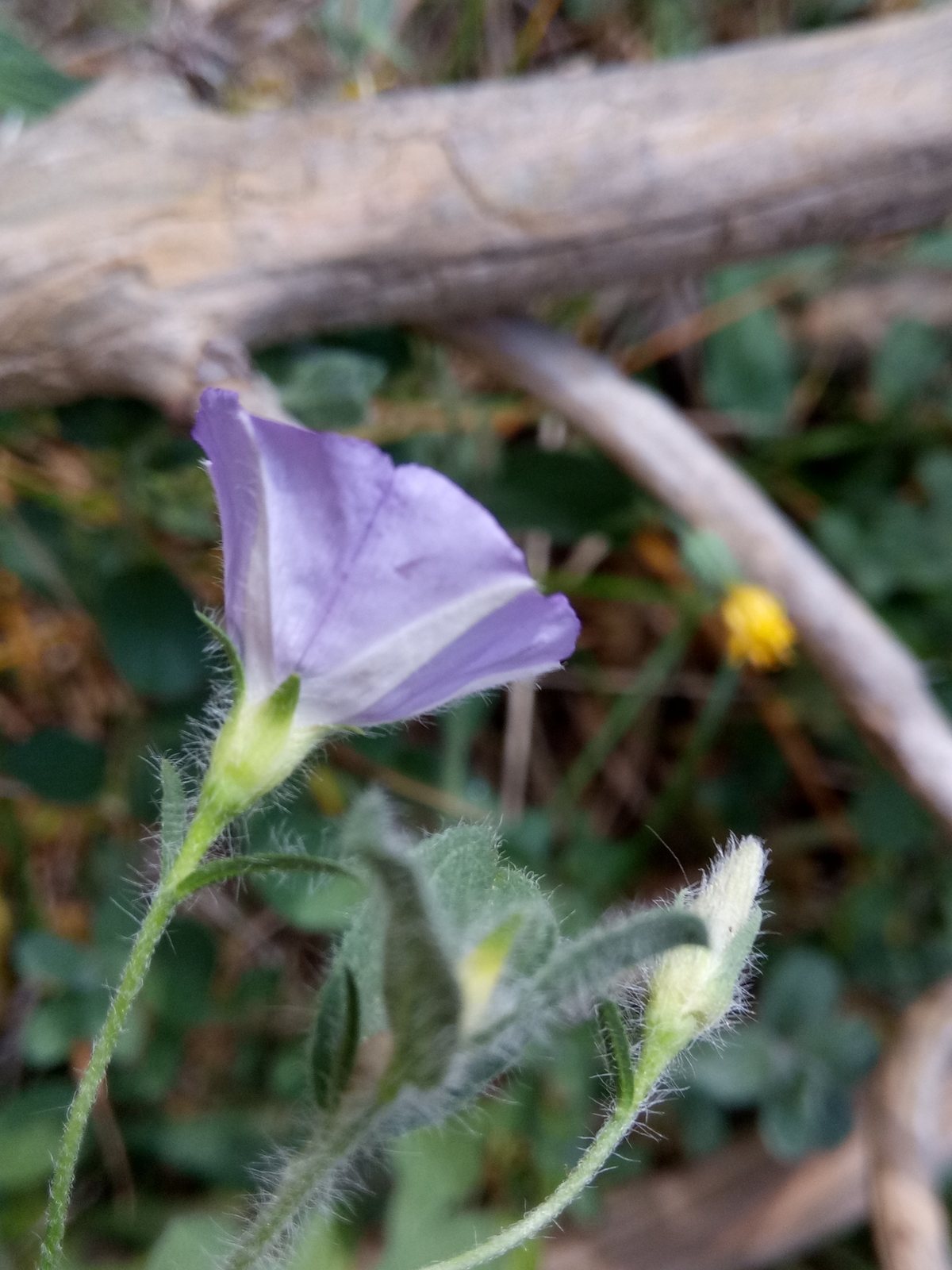 Ground morning glory