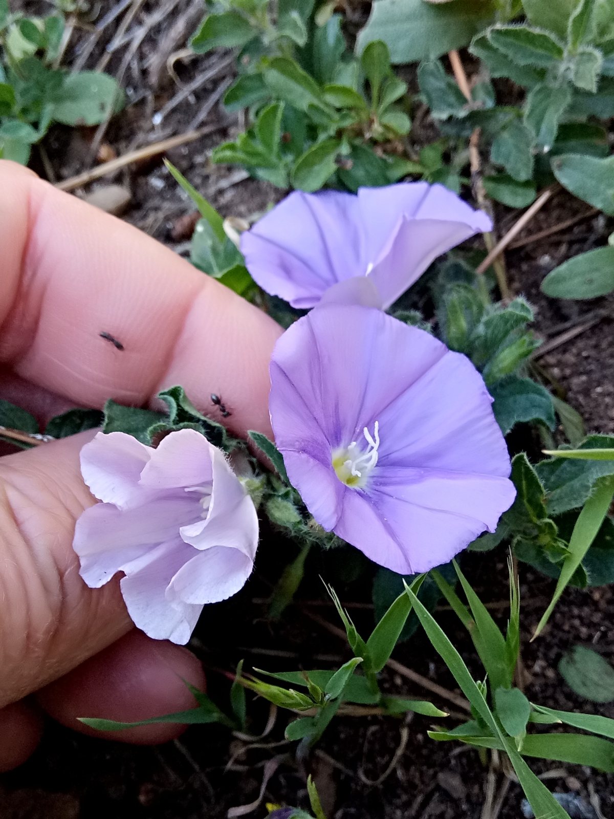 Ground morning glory