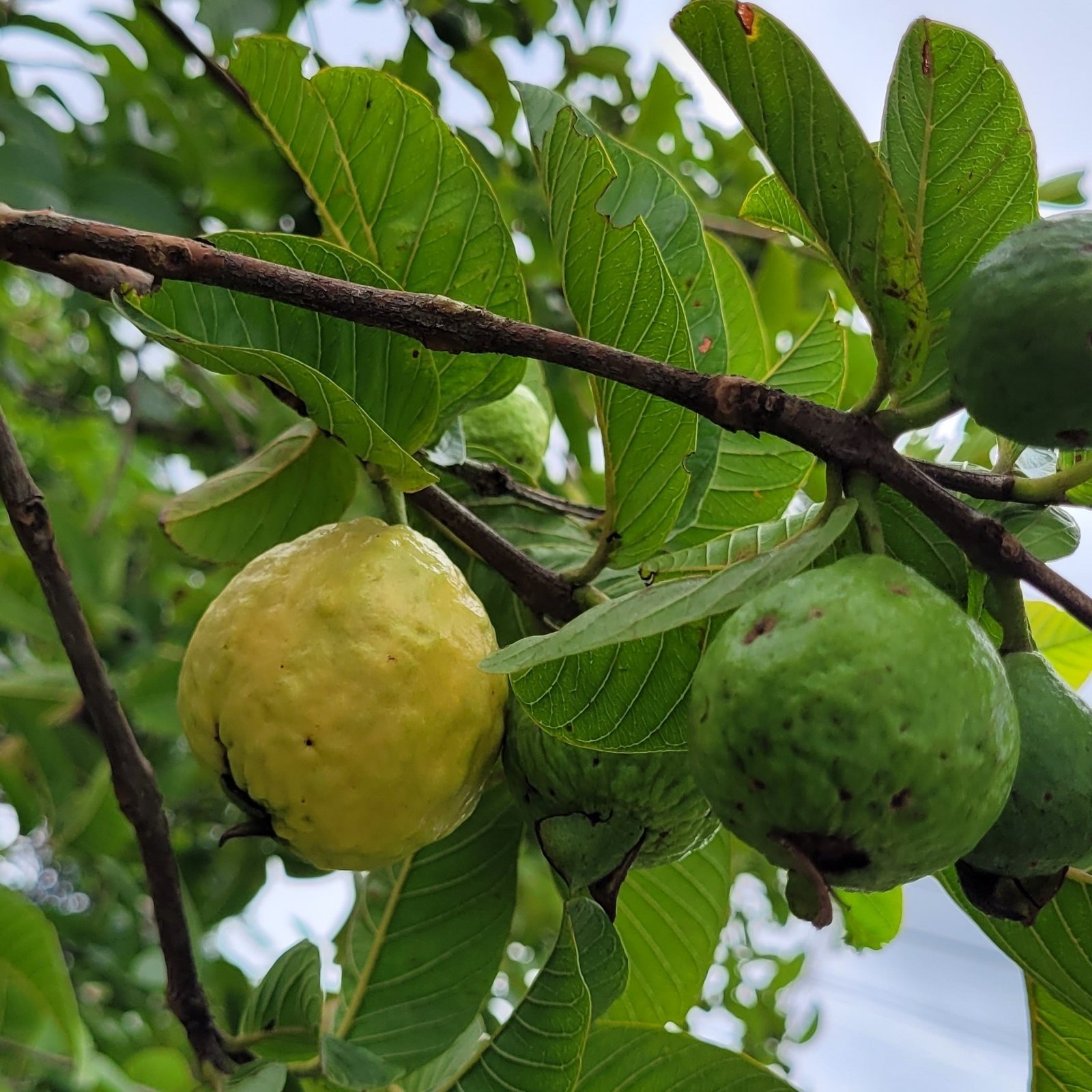Guava