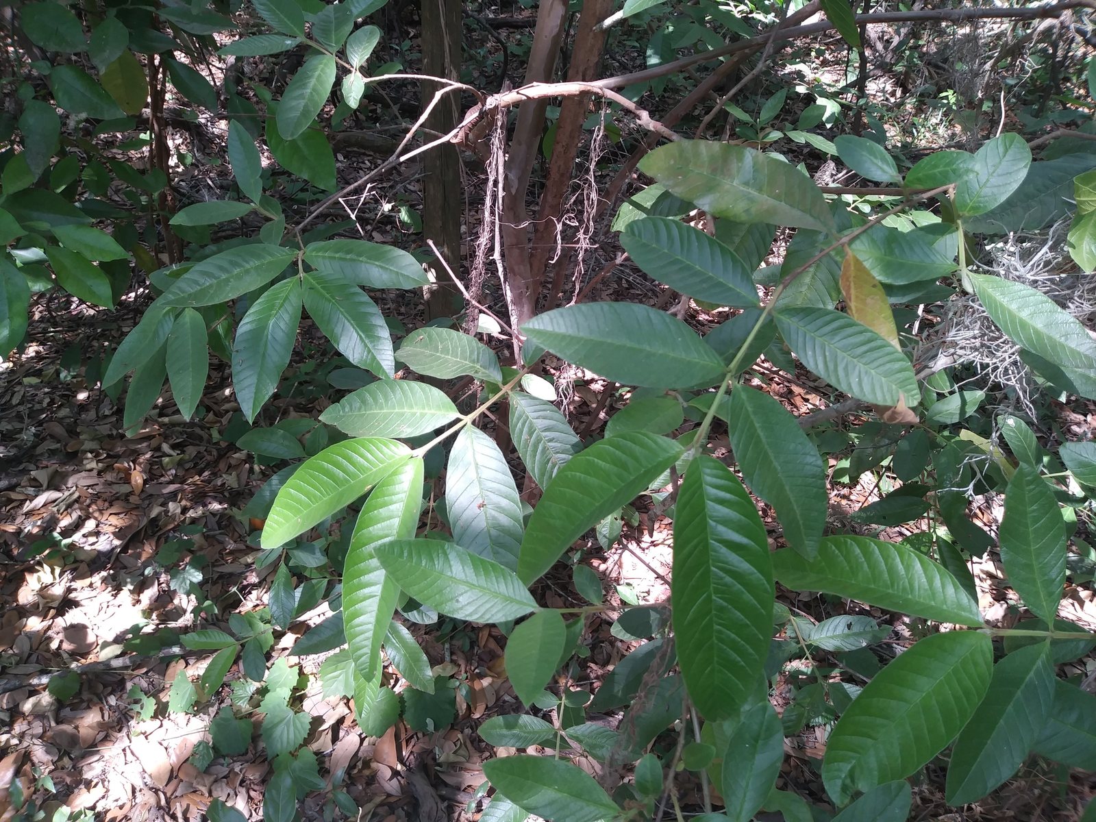 Guava