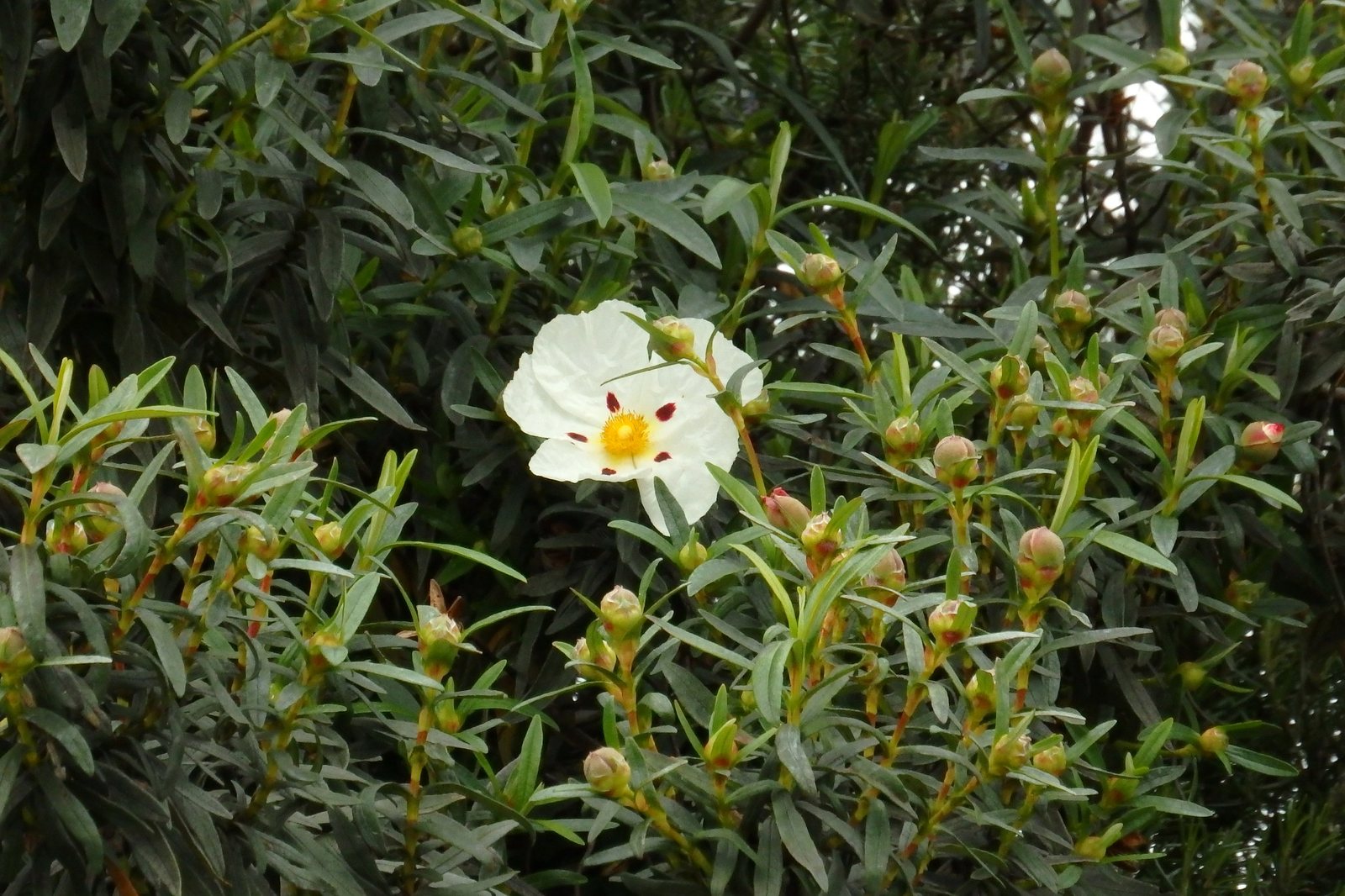 Gum rock rose