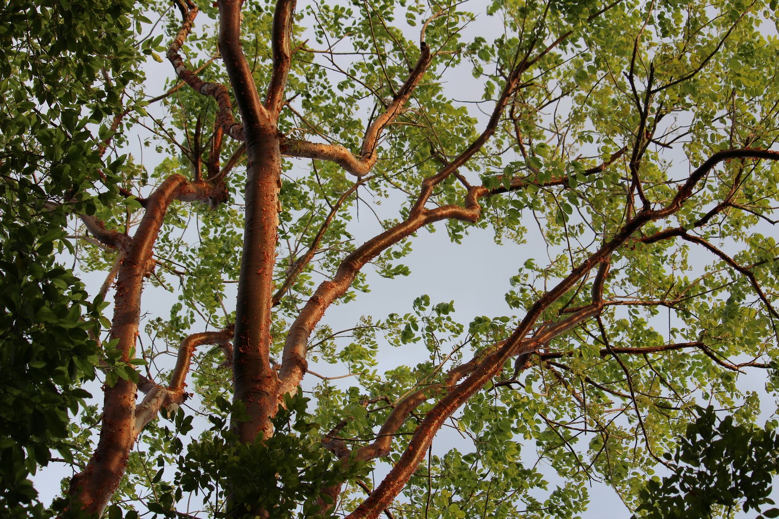 Gumbo limbo