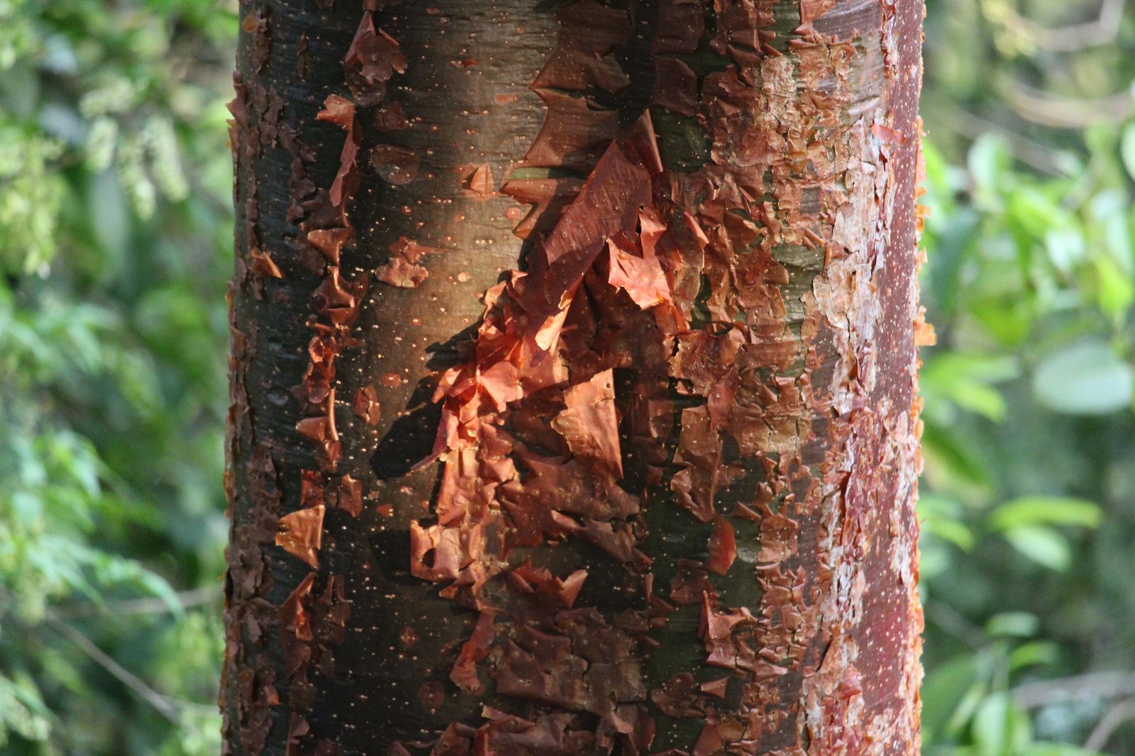 Gumbo limbo