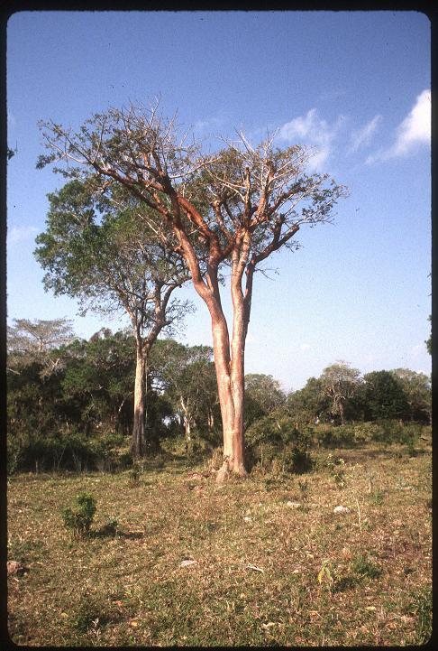 Gumbo limbo