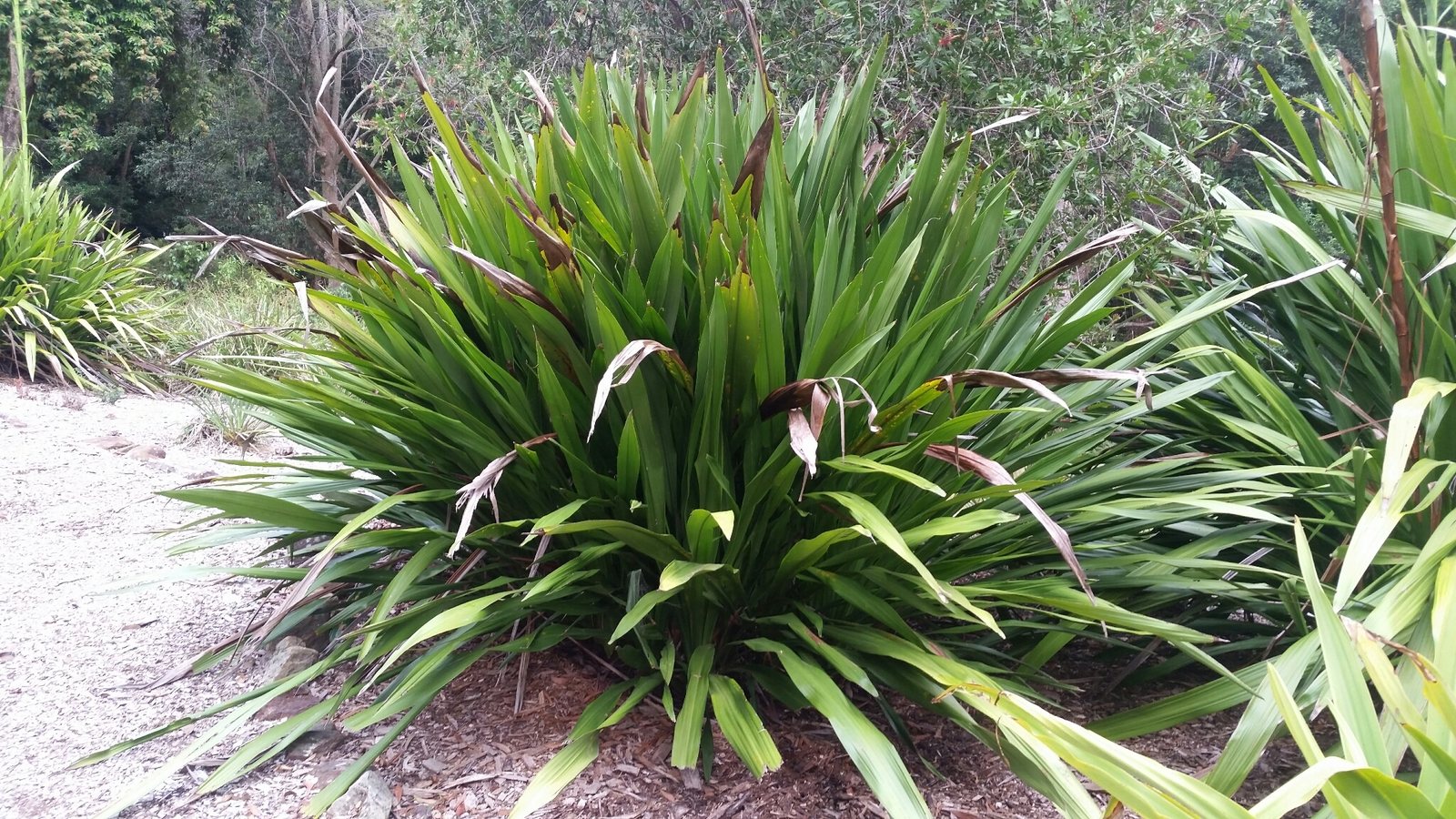 Gymea lily