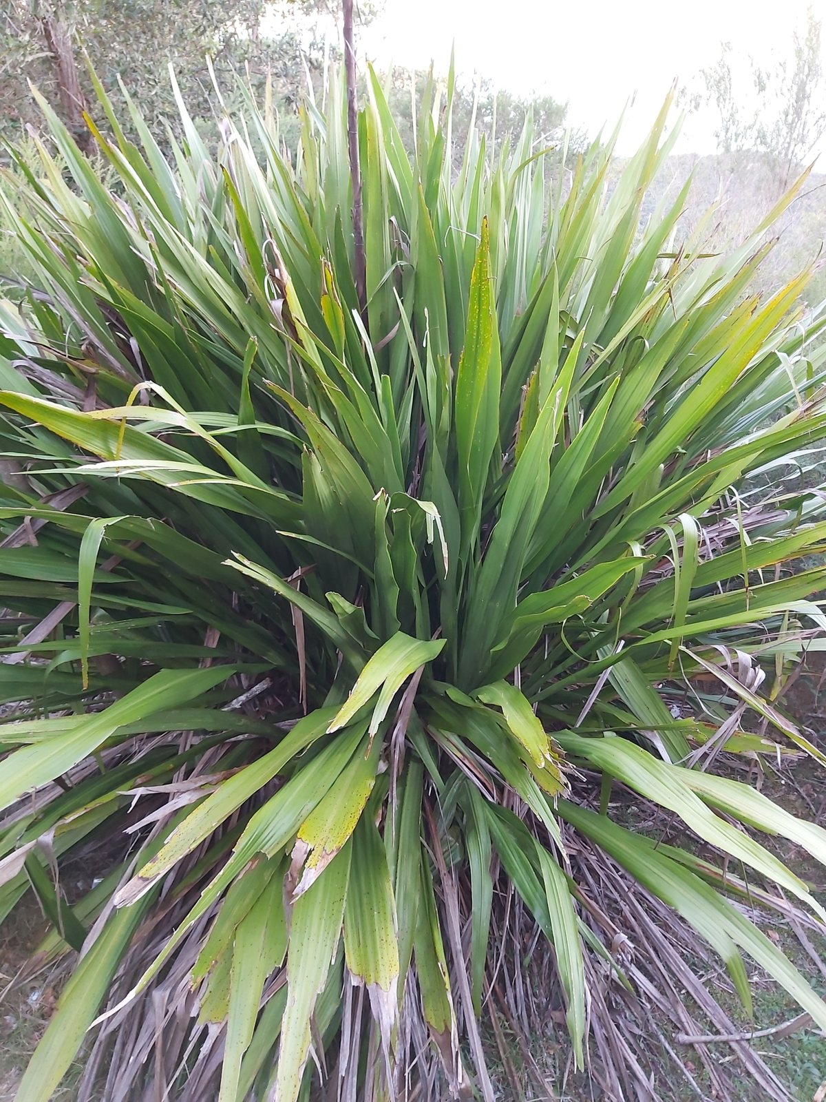 Gymea lily