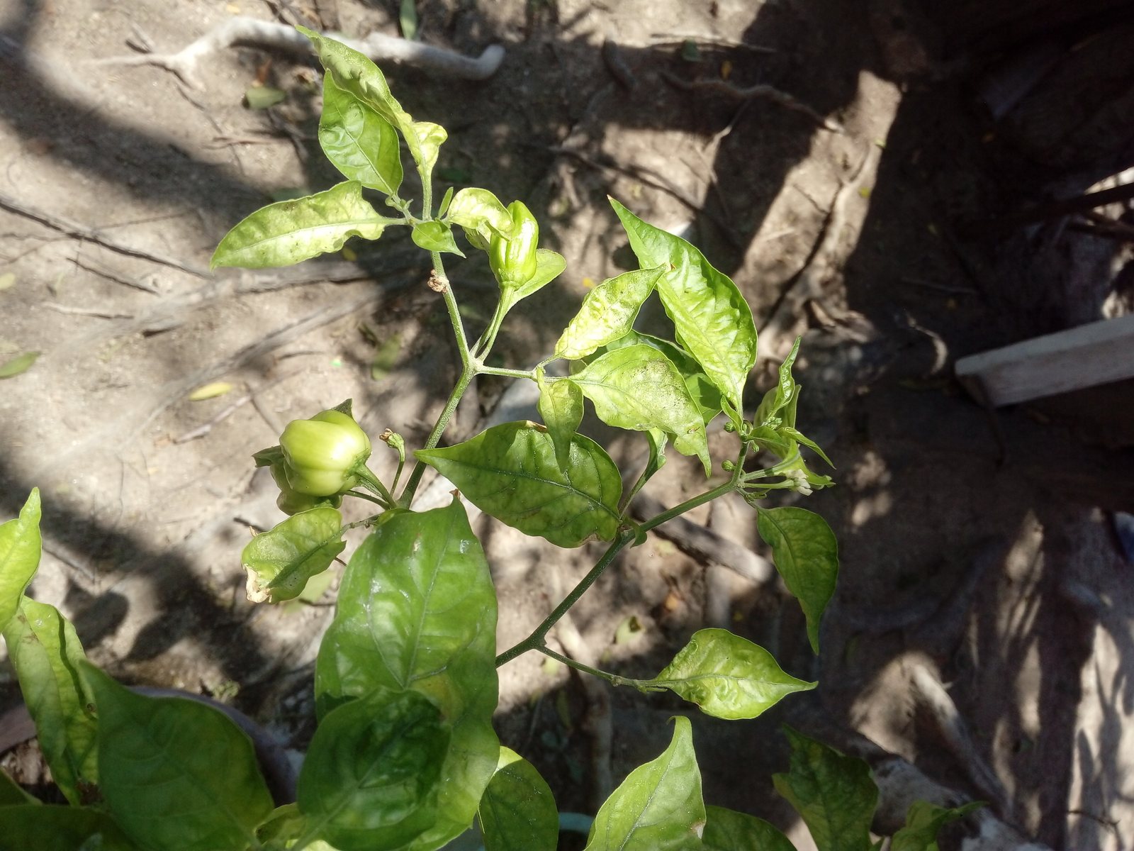 Habanero pepper