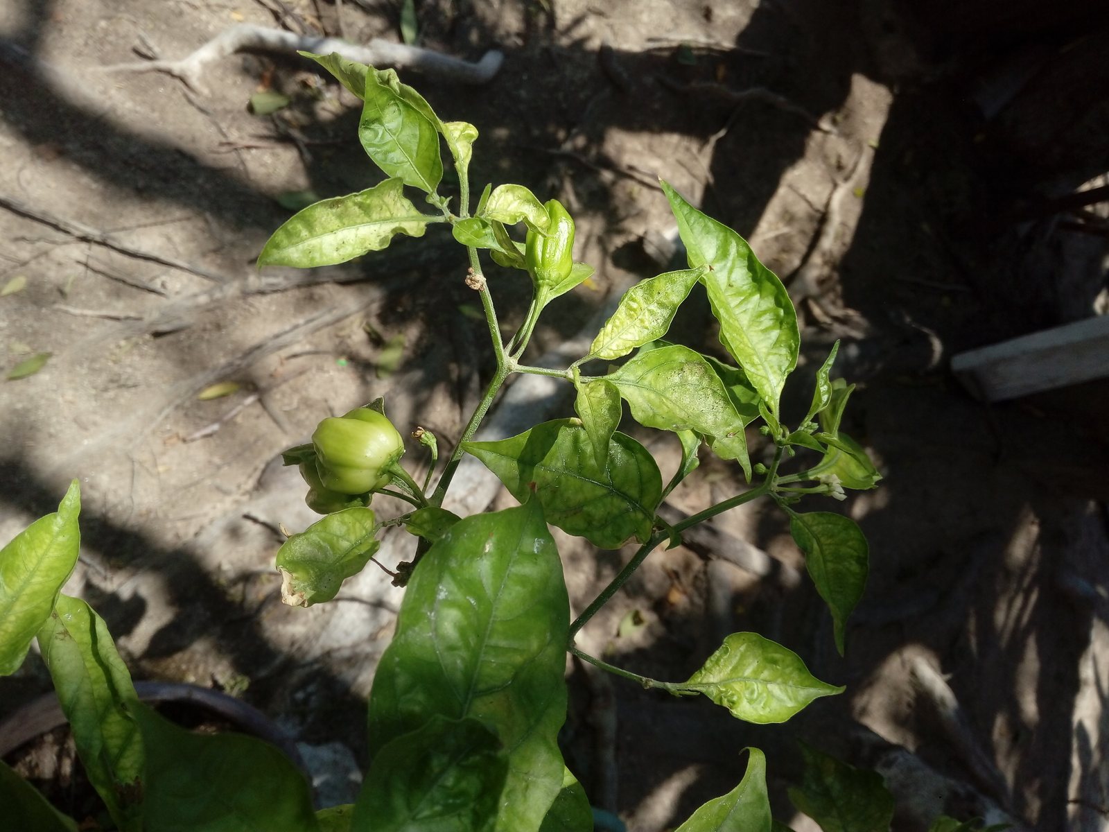 Habanero pepper