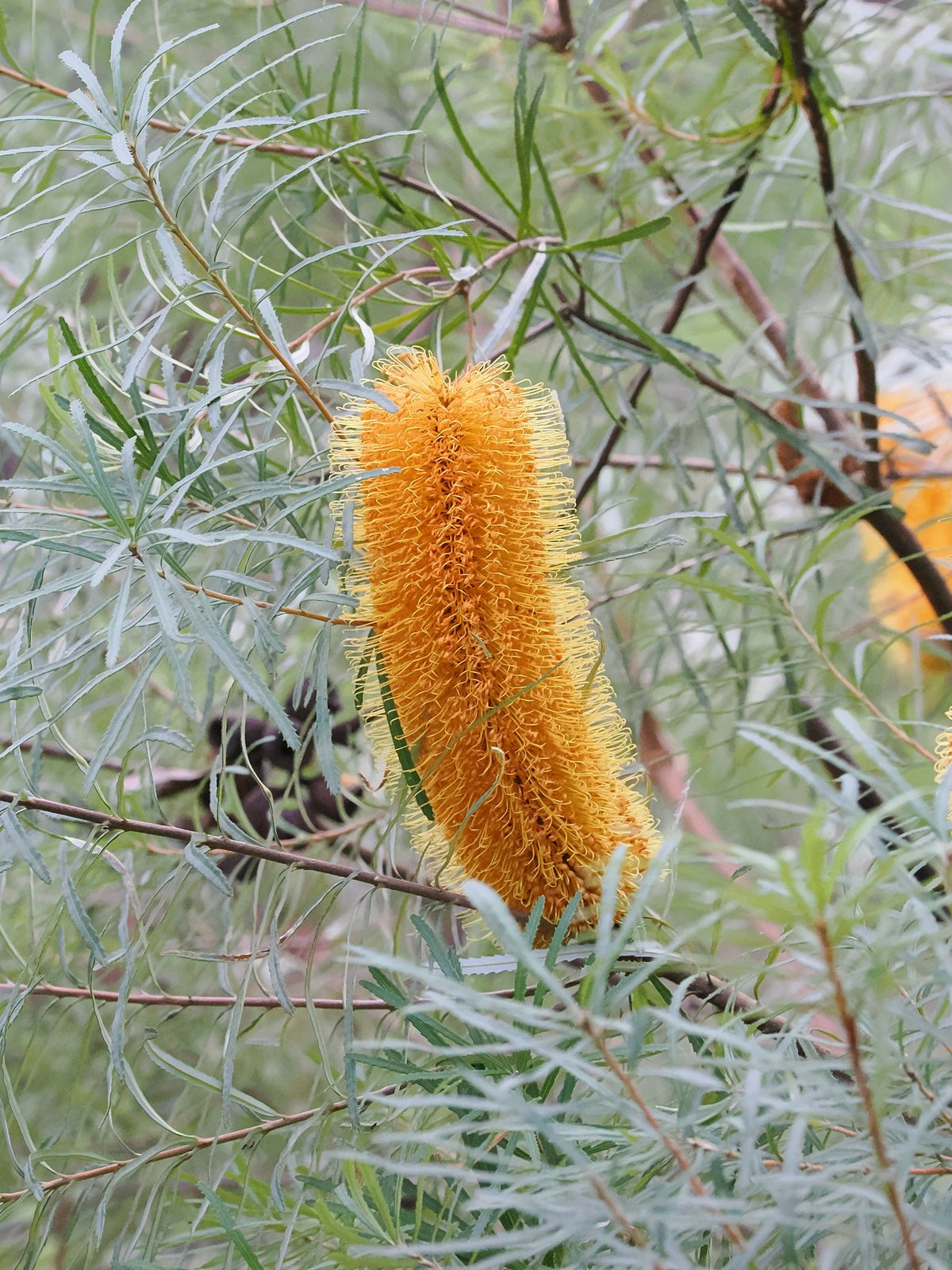 Hairpin banksia