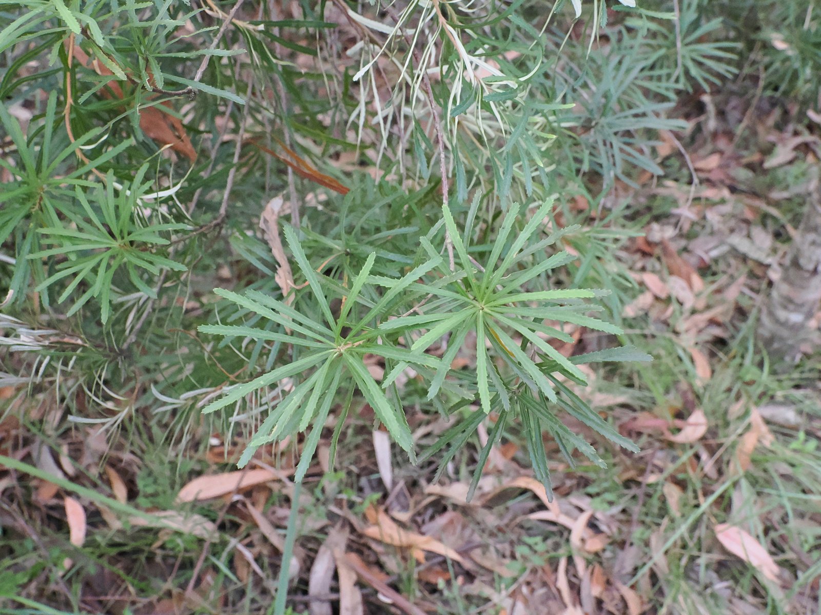 Hairpin banksia