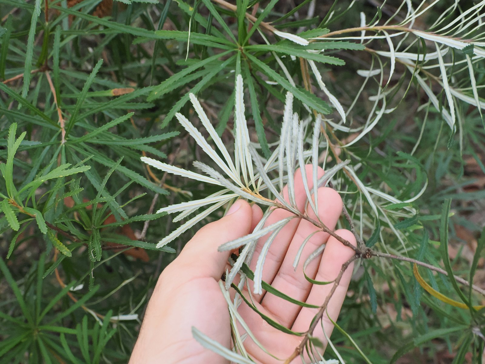 Hairpin banksia